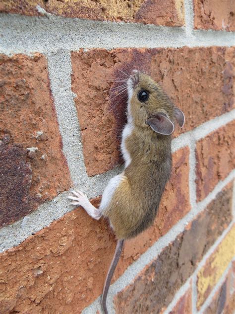 can mice get into ovens